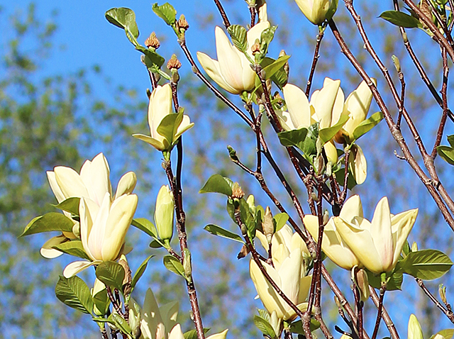 magnolia-sunspire-for-closeups-051315-group-shot-640